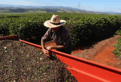 Trabalhador com café colhido de uma plantação em São João da Boa Vista