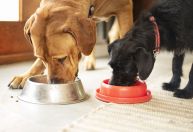 Frequência de limpeza do pote do cachorro também pode afetar sua saúde, diz estudo