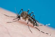 Por que há alta de dengue todos os anos? Entenda os fatores