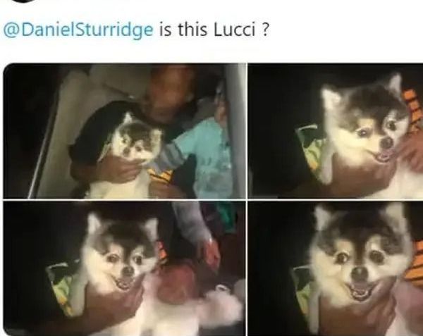 Post do rapper Killa Fame mostrando que encontrou o cachorro de Daniel Sturridge / Reprodução/Twitter