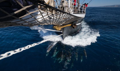 Barco com chama olímpica é acompanhado por golfinhos