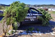 Pé de maconha de aproximadamente 15 kg é apreendido em Santa Catarina