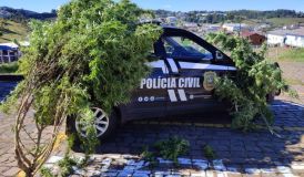 Pé de maconha de aproximadamente 15 kg é apreendido em Santa Catarina
