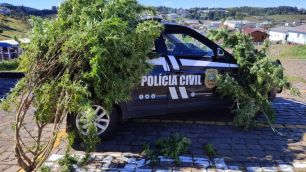 Pé de maconha de aproximadamente 15 kg é apreendido em Santa Catarina