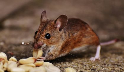 Rato