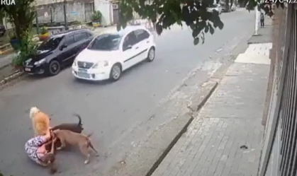 Vídeo: grávida cai no chão ao proteger cão Golden de Pitmonsters em SP