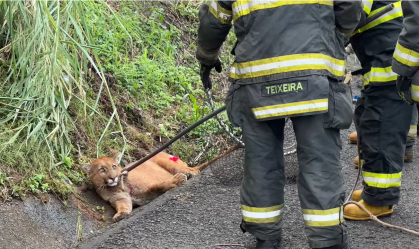 Onça-parda ferida é resgatada após ser atropelada na BR-153 (SP)