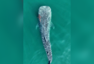 Maior tubarão do planeta é flagrado em Ilhabela (SP)