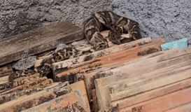 Jararaca é resgatada no quintal de casa em Santa Catarina