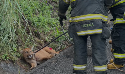 Onça-parda atropelada por Hilux em SP morre 3 dias após acidente