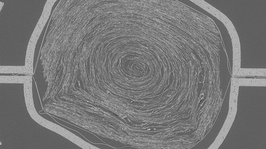 Uma varredura do interior do PHerc. 172, que não pode ser fisicamente desenrolado ou pode ser danificado • Vesuvius Challenge via CNN Newsource