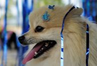 Quer levar seu pet para o bloco de Carnaval? Veja 5 dicas