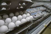 Exportações de ovos tem recorde puxado por gripe aviária nos EUA